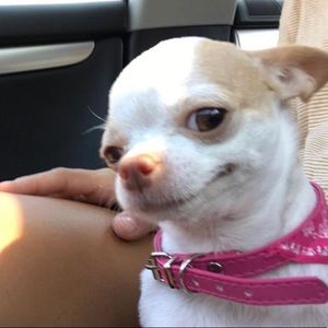 Meet your Posher, Jamie